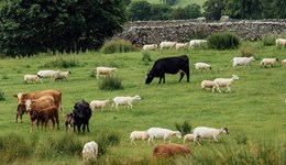 Lameness takes the spotlight